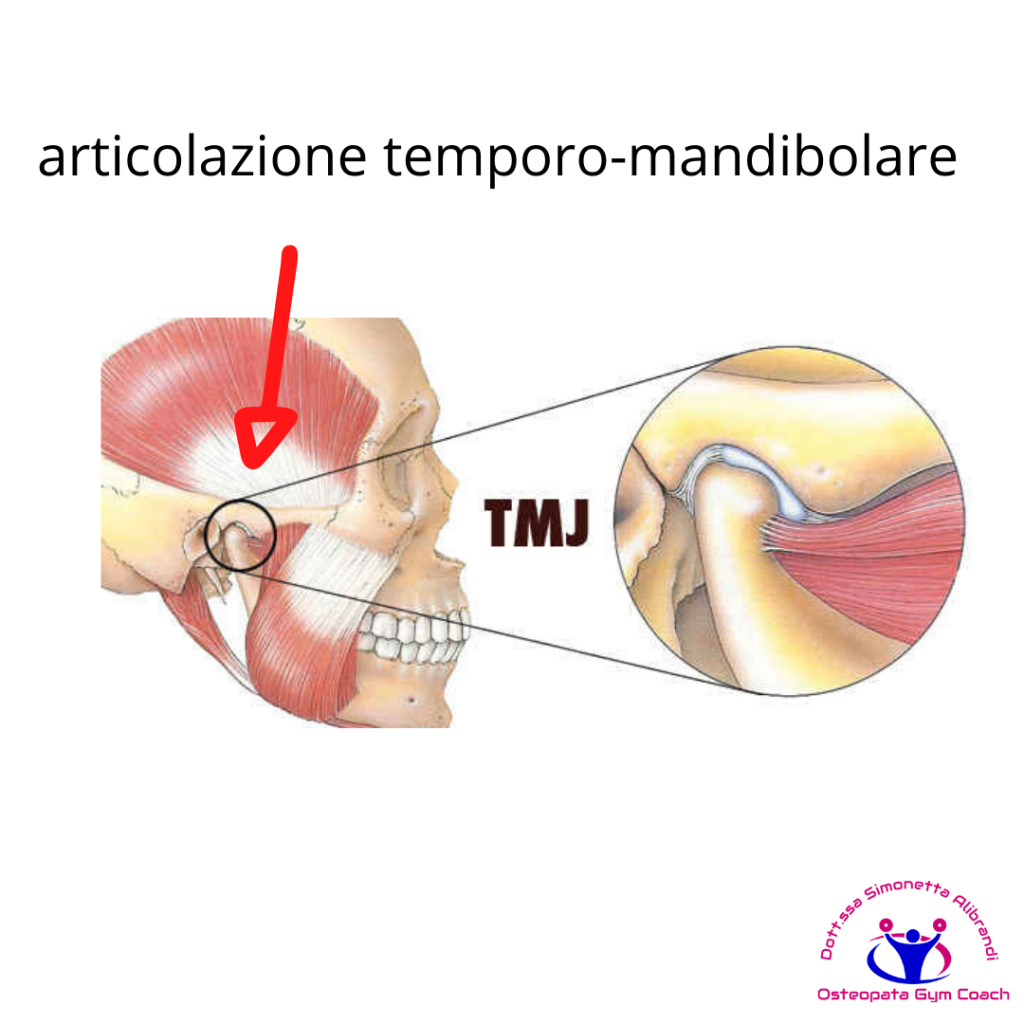 Articolazione temporo mandibolare
