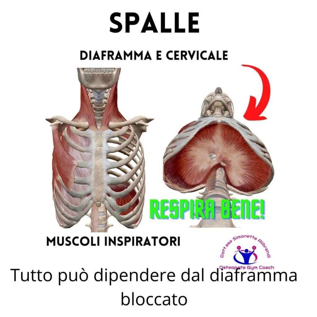 spalle diaframma e cervicale