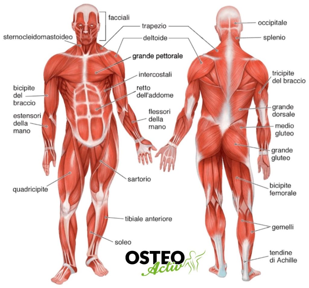 Muscoli del corpo umano