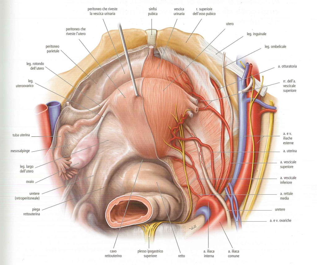 peritoneo parietale pelvico nella donna utero vescica