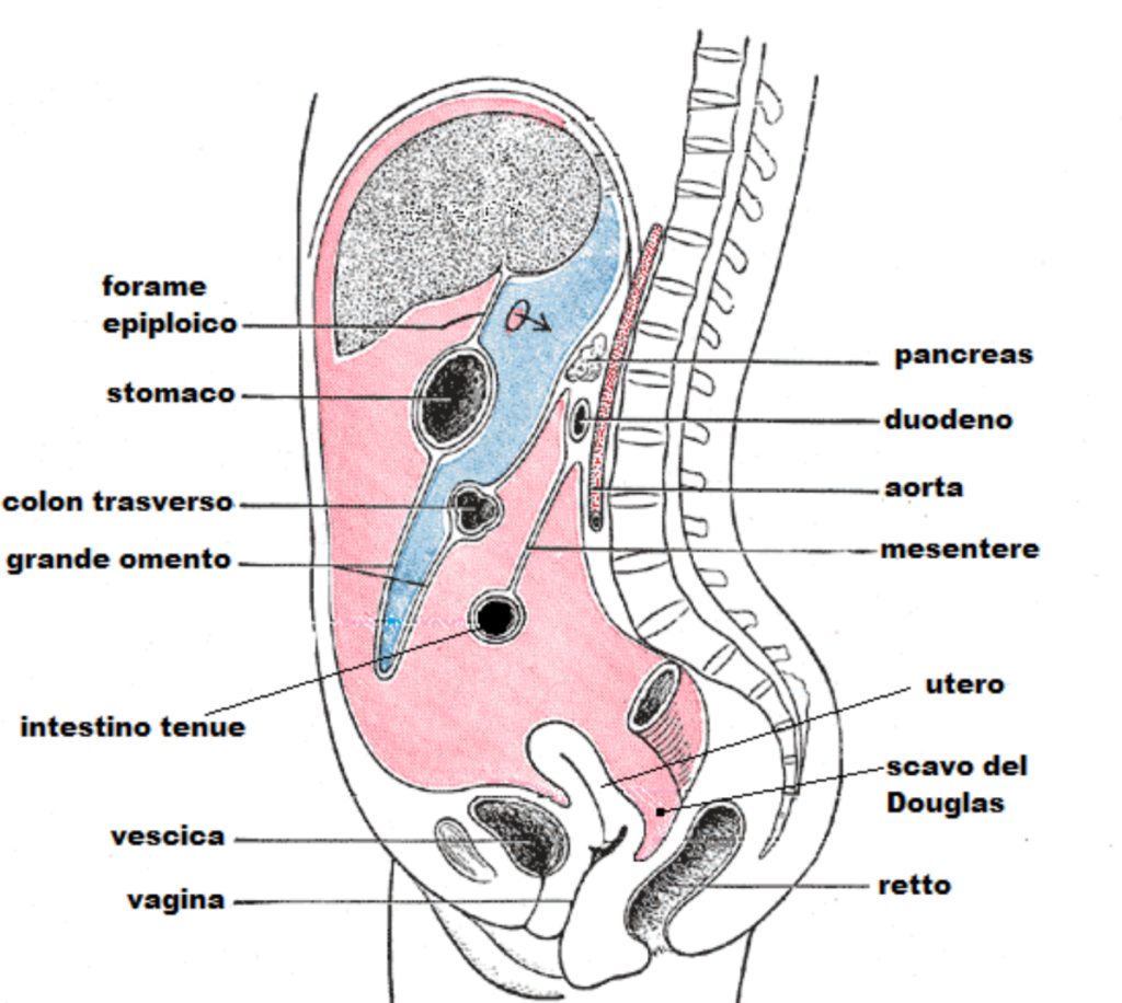 Peritoneo cavità addominale