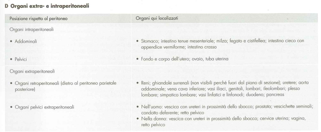 organi intraperitoneali e extraperitoneali