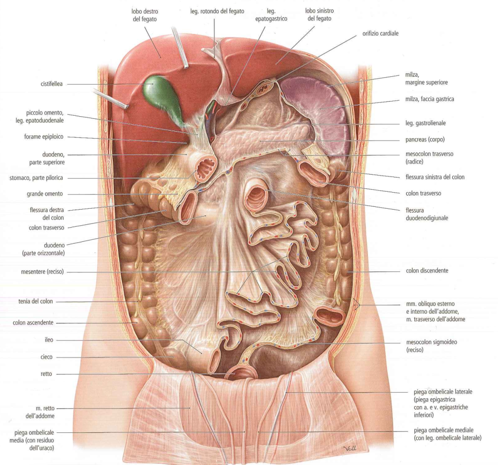 osteopatia viscerale mesentere colon irritabile