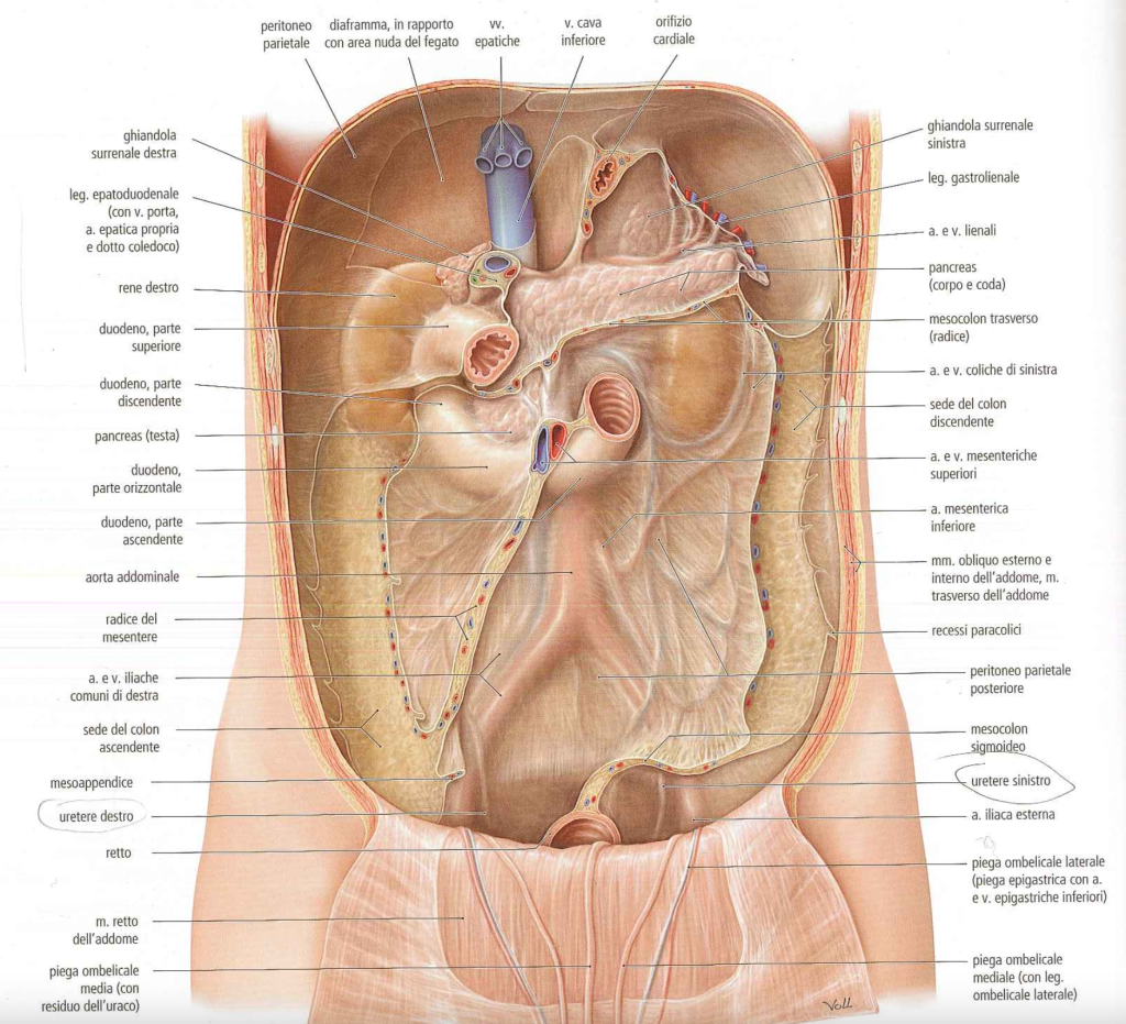 peritoneo parietale superiore diaframmatico mesosigma mesocolon trasverso mesentere visceri