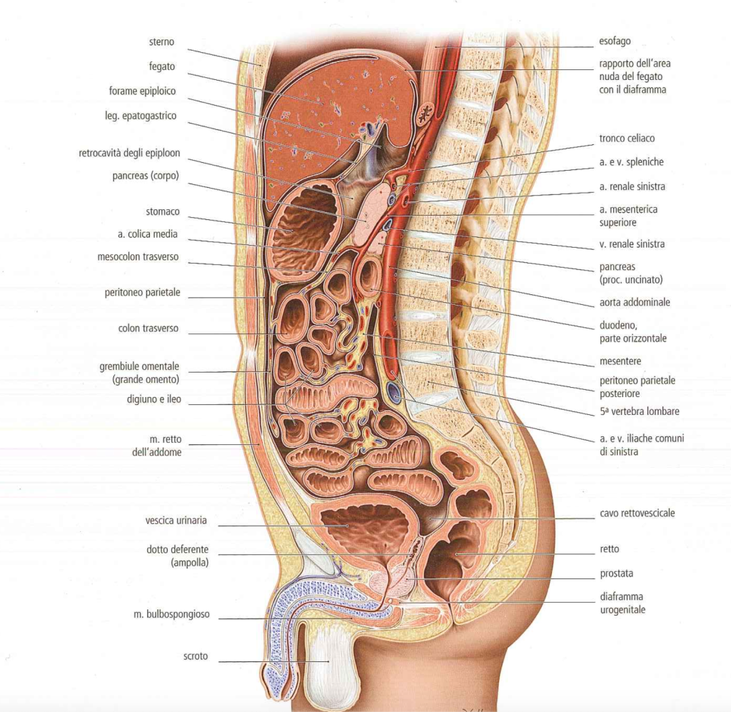 peritoneo e visceri in rapporto con la colonna vertebrale