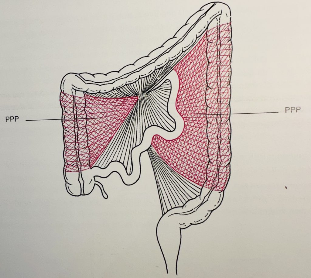plica peritoneale posteriore mesocolon ascendente e discendente