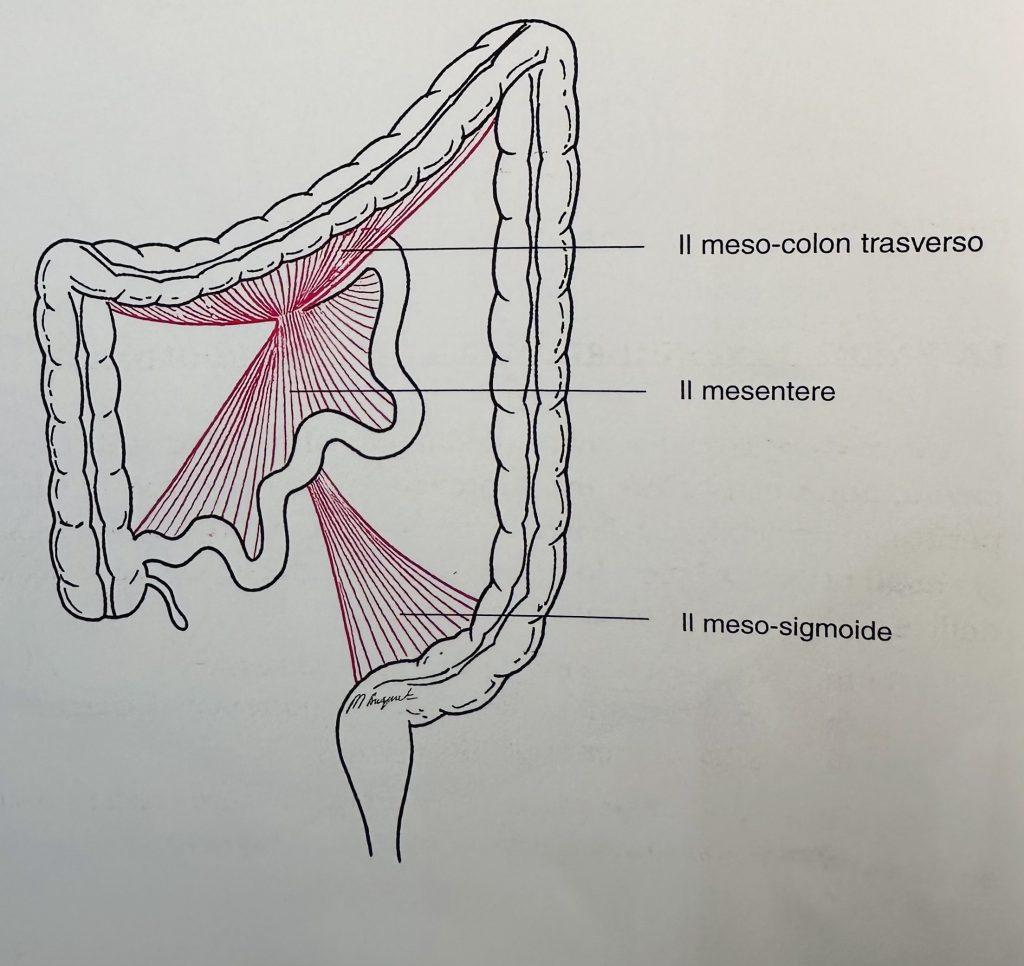 plica peritoneale posteriore mesocolon trasverso mesosigma mesentere