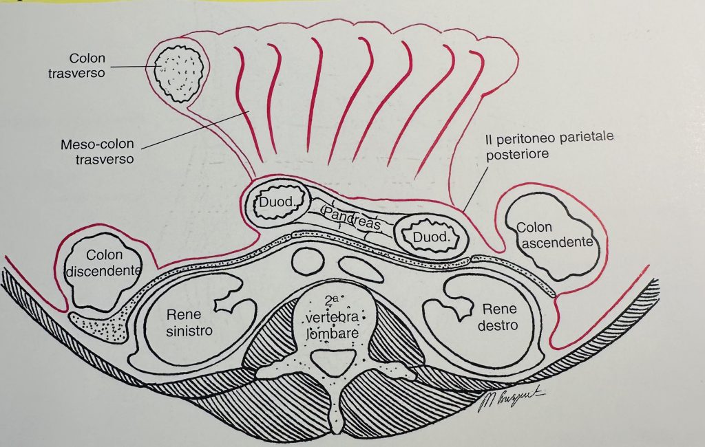 plica peritoneale posteriore mesocolon trasverso