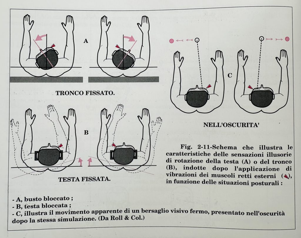 Occhi visione e postura