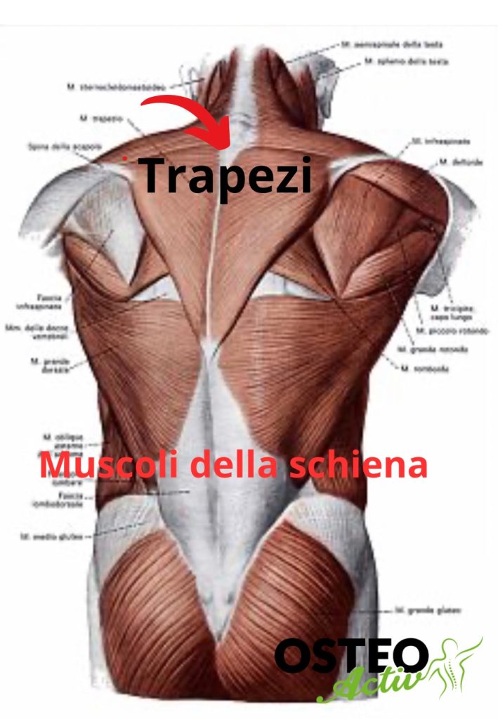Muscoli trapezi della schiena e cervicalgia