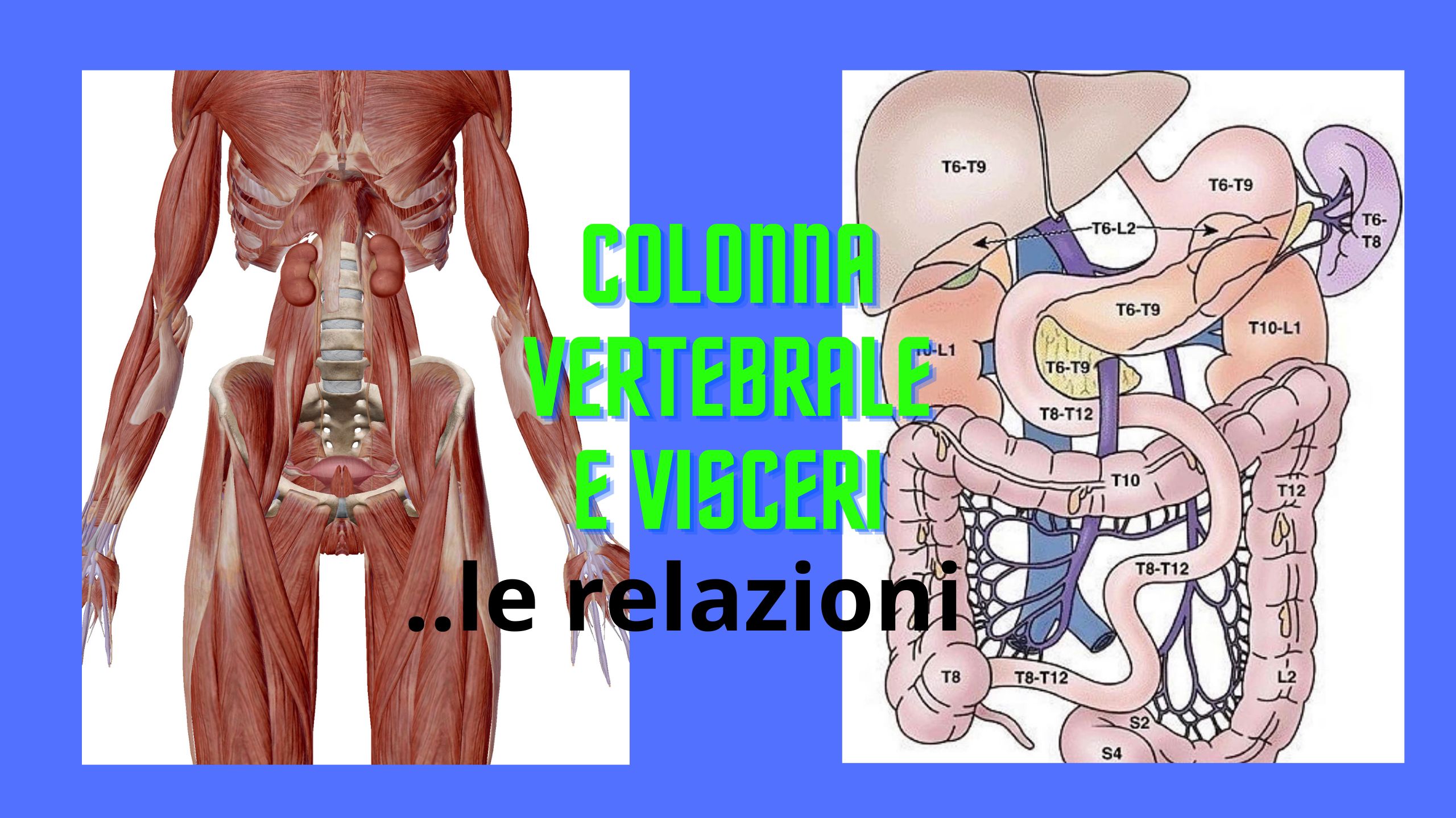 colonna vertebrale e visceri: le relazioni