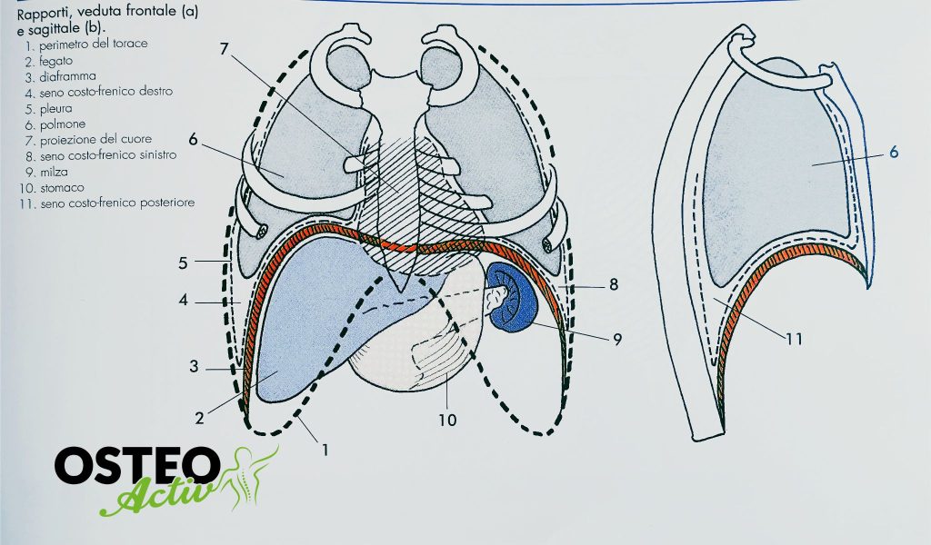 collocazione dei visceri sopra e sotto il diaframma