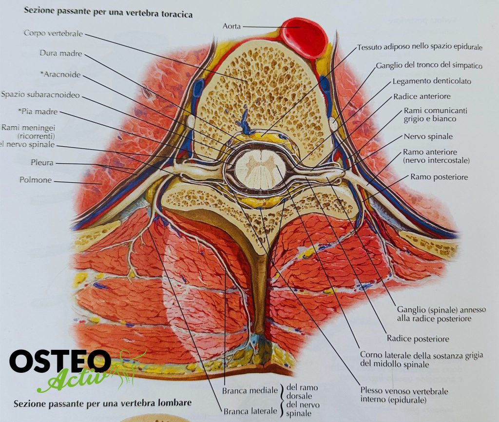 sezione anatomica di una vertebra toracica e le sue relazioni neurologiche