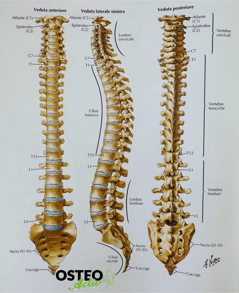 colonna vertebrale in toto anatomia