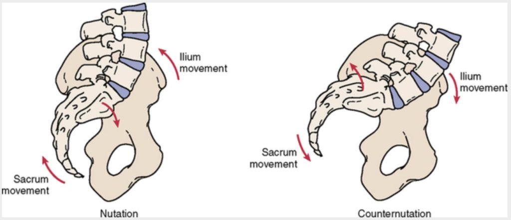 movimenti dell'articolazione sacroiliaca