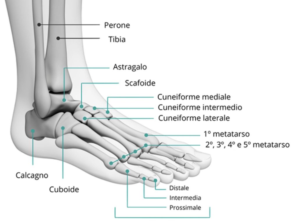 anatomia ossa del piede