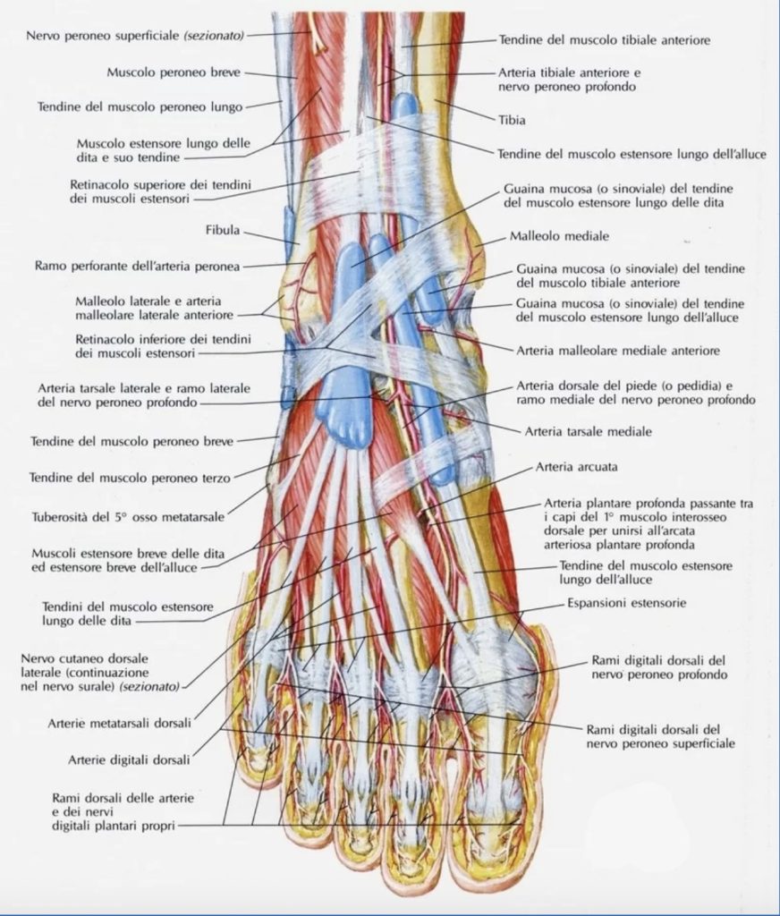 anatomia del piede muscoli e legamenti