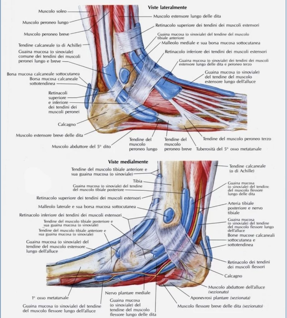 anatomia del piede muscoli e legamenti