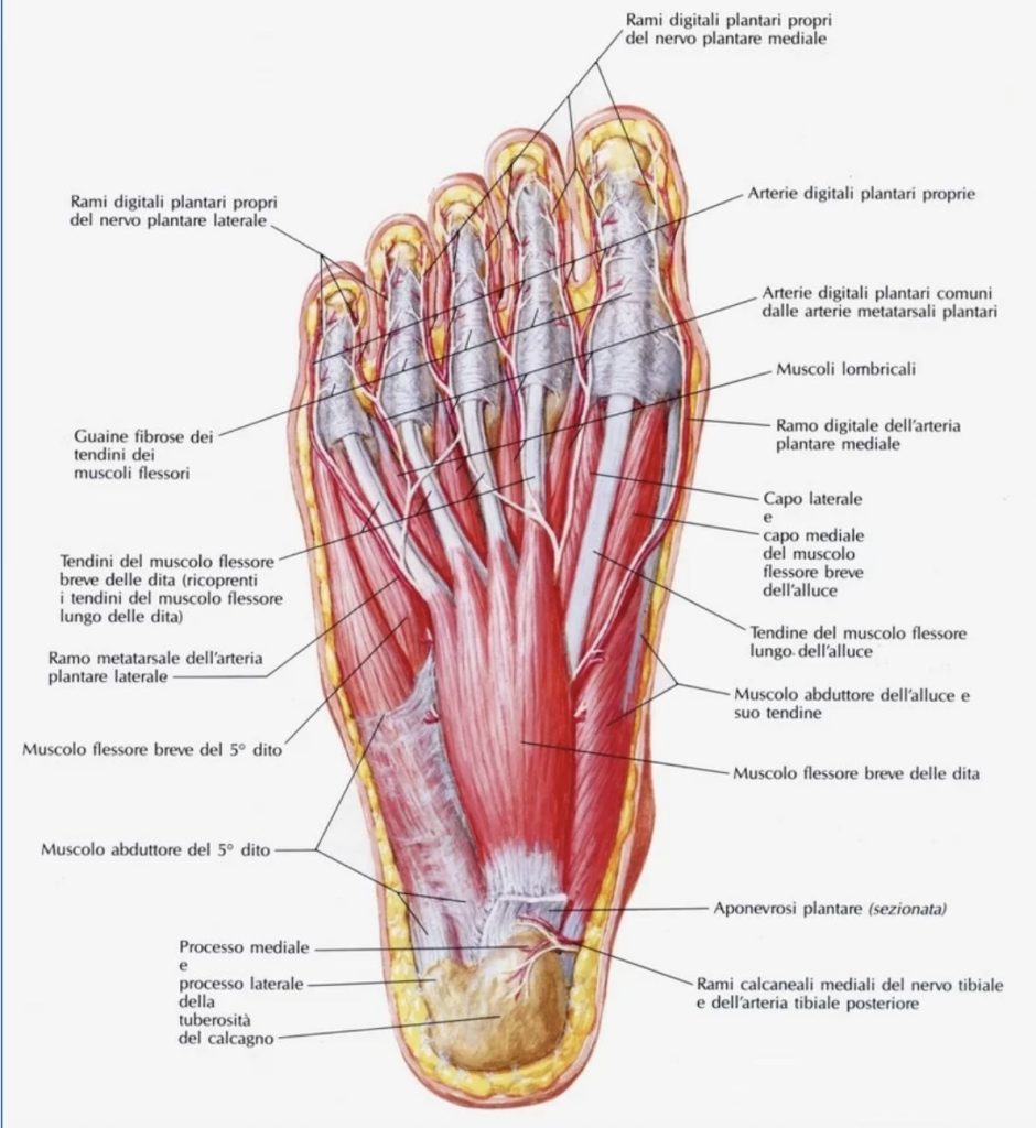 anatomia del piede muscoli e legamenti