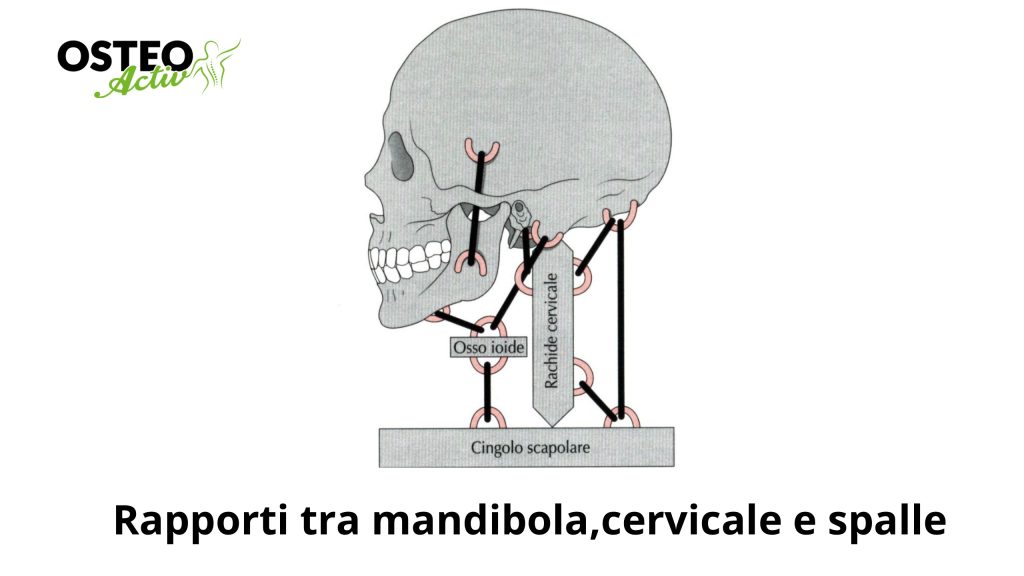 rapporti tra mandibola cervicale e spalle