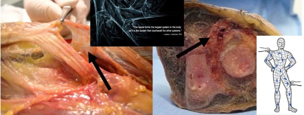 struttura della fascia connettivo anatomia